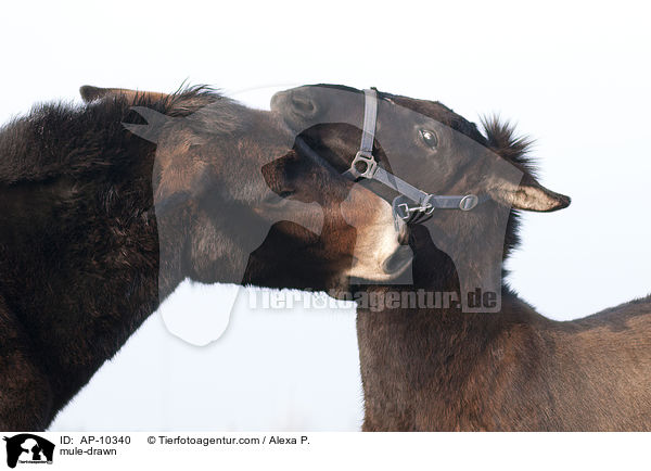 Maultiere / mule-drawn / AP-10340