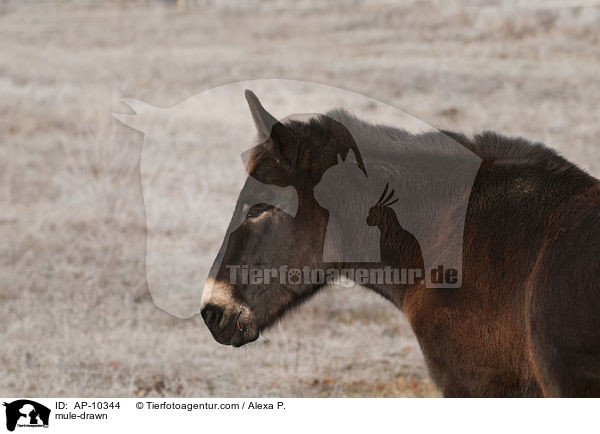 mule-drawn / AP-10344