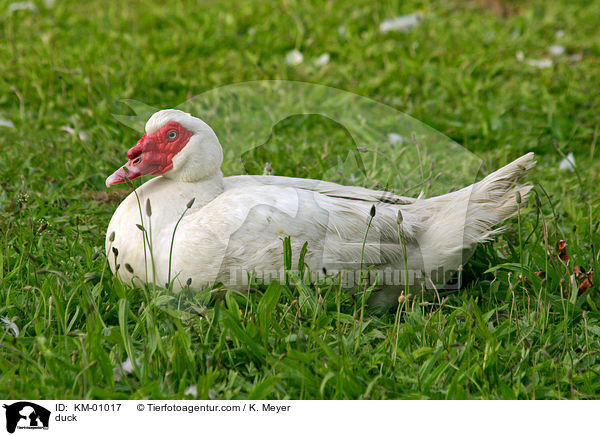 Flugente im Gras / duck / KM-01017