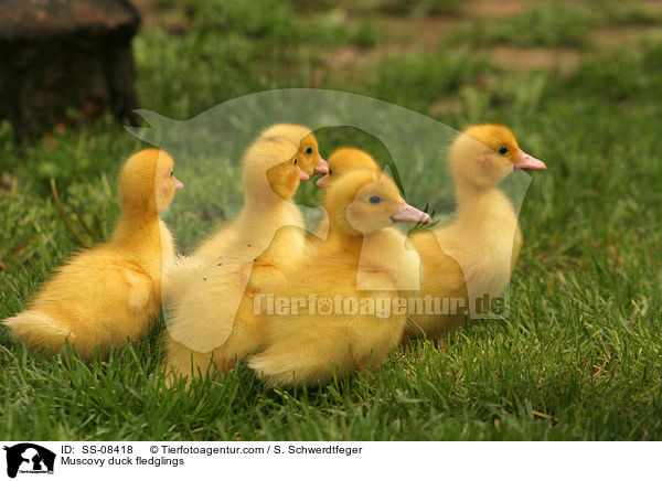 Warzenente Kken / Muscovy duck fledglings / SS-08418