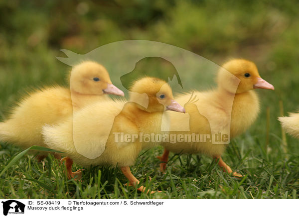 Muscovy duck fledglings / SS-08419