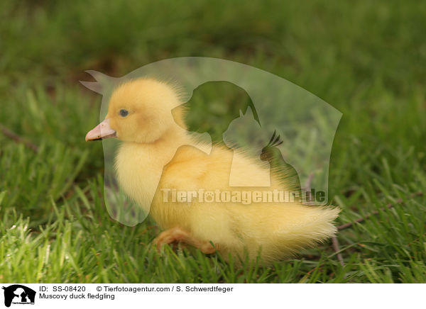 Muscovy duck fledgling / SS-08420