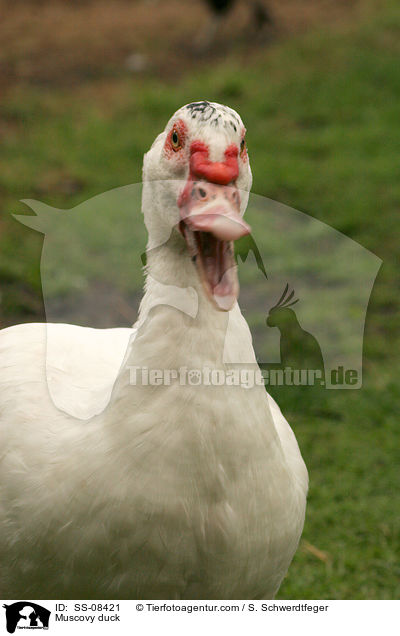 Muscovy duck / SS-08421