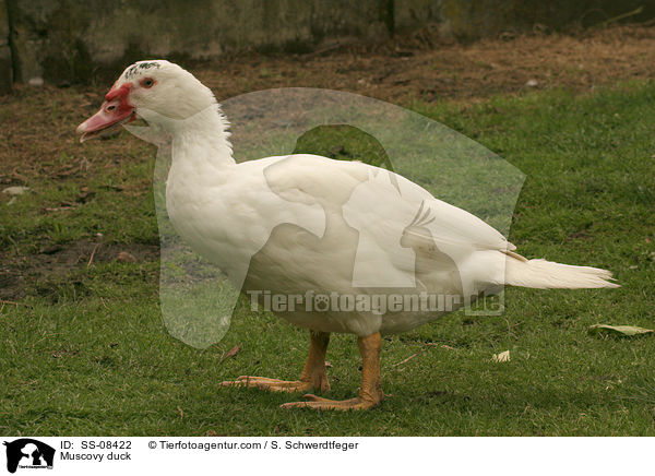 Muscovy duck / SS-08422