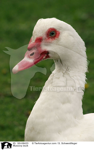 Warzenente / Muscovy duck / SS-08423