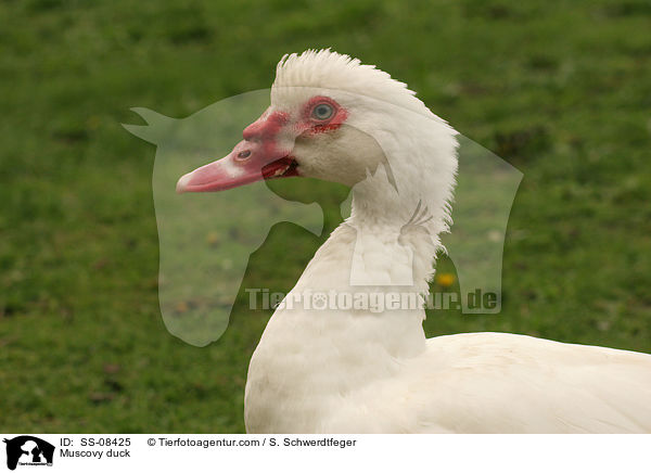 Warzenente / Muscovy duck / SS-08425