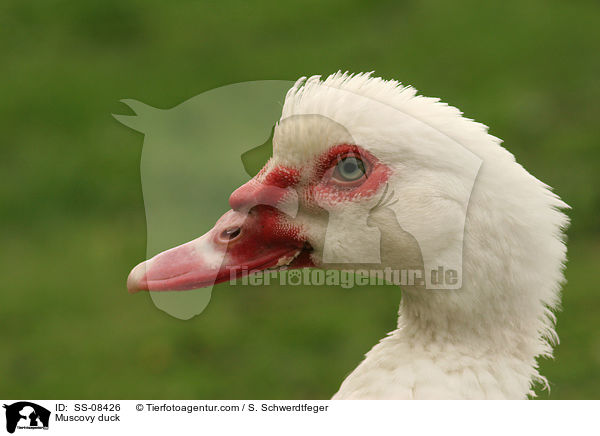 Warzenente / Muscovy duck / SS-08426
