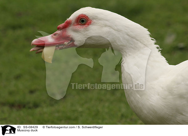 Muscovy duck / SS-08429