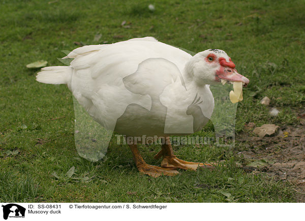 Muscovy duck / SS-08431