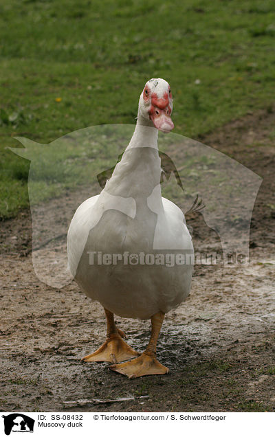 Warzenente / Muscovy duck / SS-08432