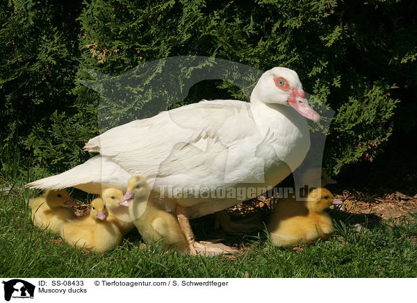 Warzenente / Muscovy ducks / SS-08433