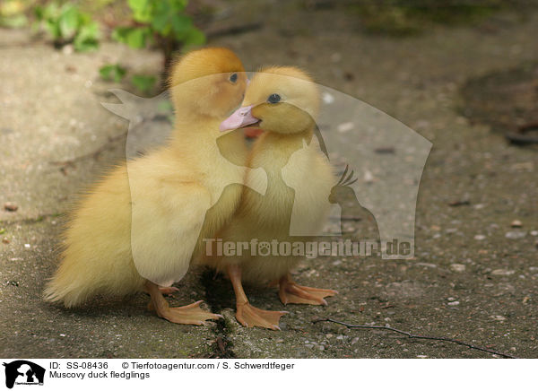 Warzenente Kken / Muscovy duck fledglings / SS-08436