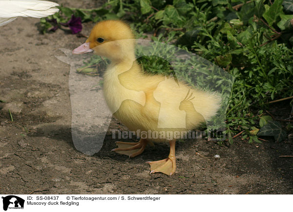 Muscovy duck fledgling / SS-08437