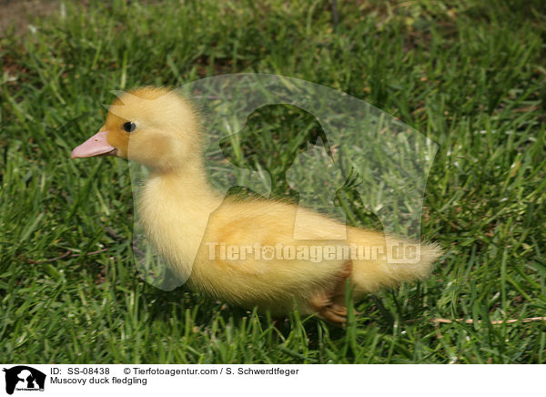 Muscovy duck fledgling / SS-08438