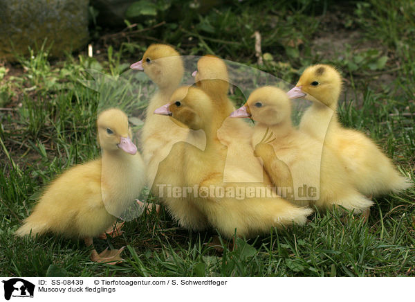 Warzenente Kken / Muscovy duck fledglings / SS-08439