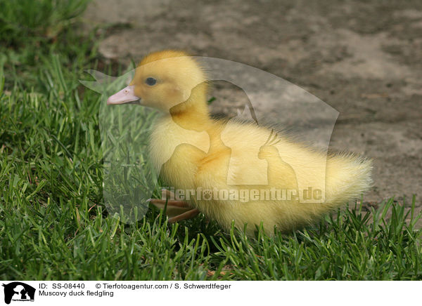 Muscovy duck fledgling / SS-08440