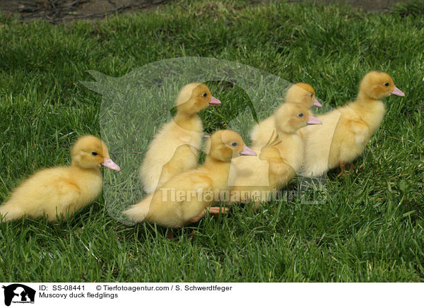 Muscovy duck fledglings / SS-08441