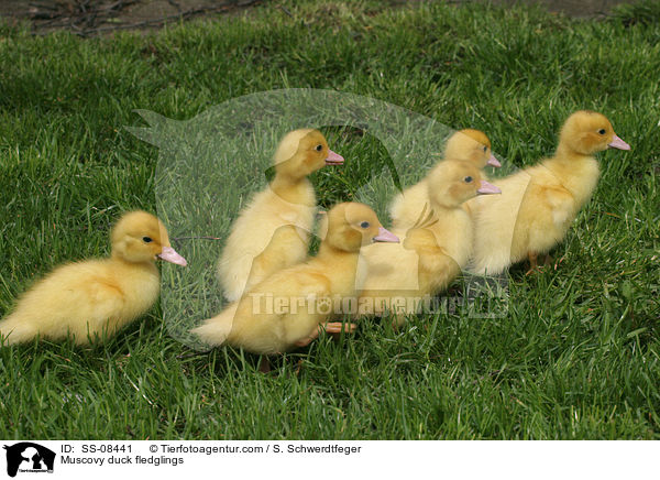 Warzenente Kken / Muscovy duck fledglings / SS-08441