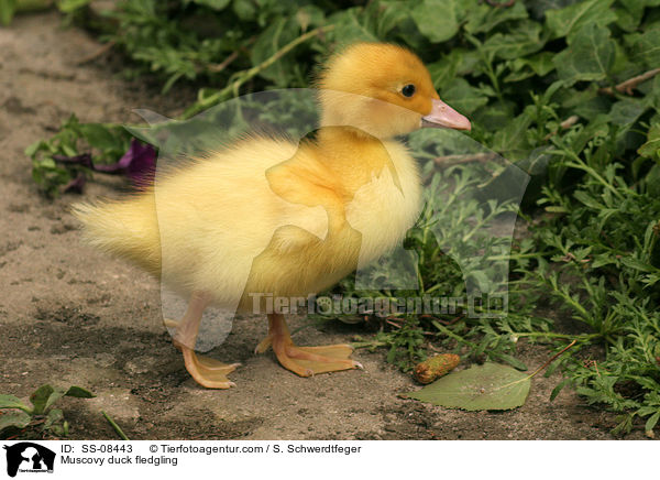 Muscovy duck fledgling / SS-08443