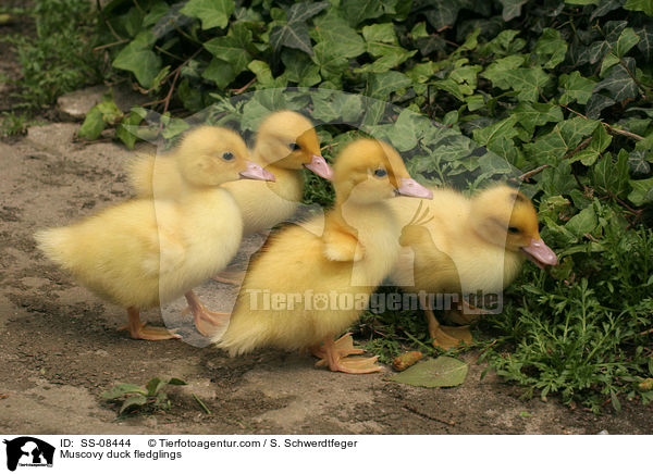 Muscovy duck fledglings / SS-08444