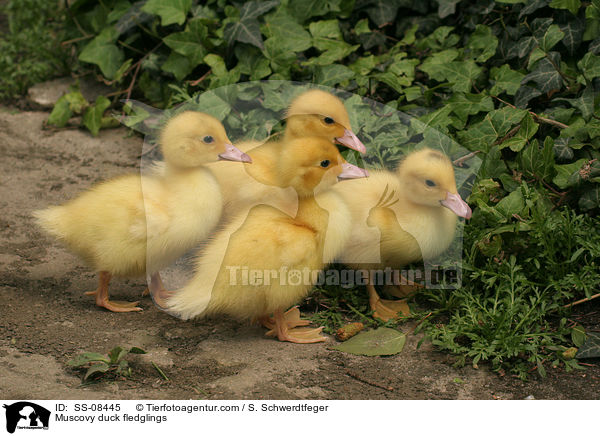 Muscovy duck fledglings / SS-08445