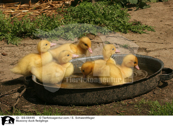 Muscovy duck fledglings / SS-08446