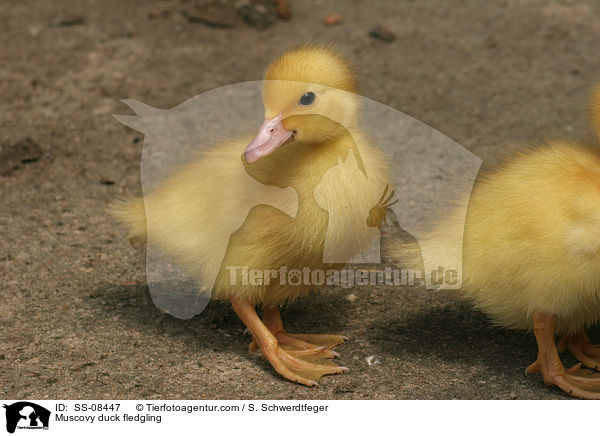 Muscovy duck fledgling / SS-08447