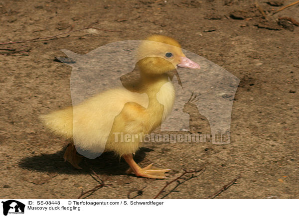 Warzenente Kken / Muscovy duck fledgling / SS-08448