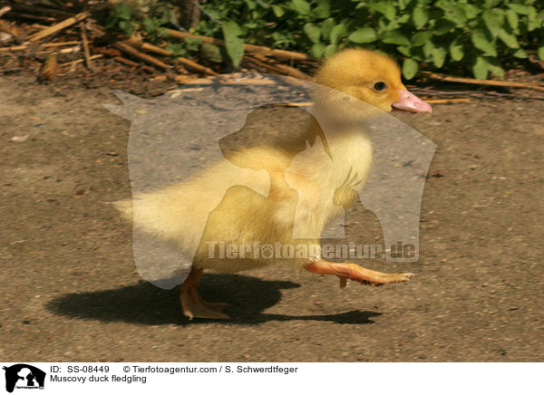 Warzenente Kken / Muscovy duck fledgling / SS-08449