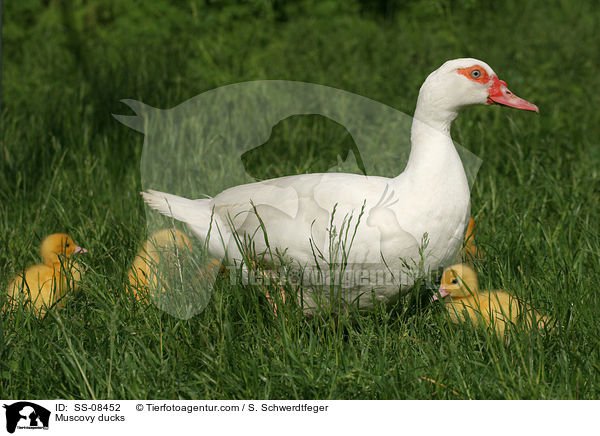 Warzenente Kken / Muscovy ducks / SS-08452