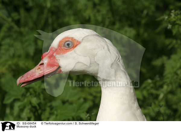 Muscovy duck / SS-08454