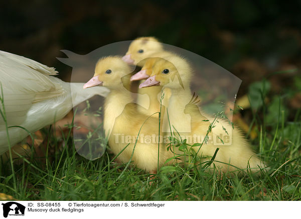 Muscovy duck fledglings / SS-08455