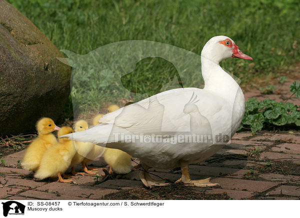Muscovy ducks / SS-08457