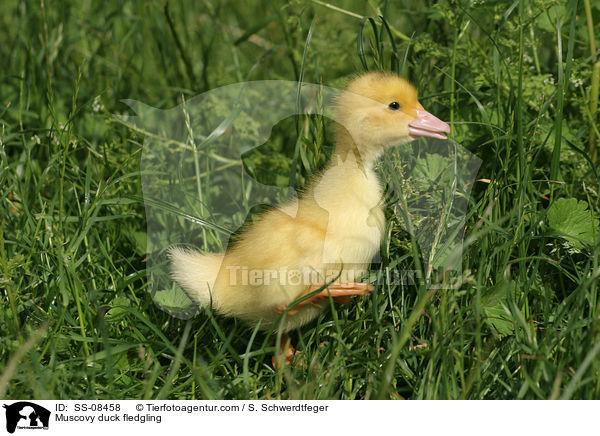 Muscovy duck fledgling / SS-08458