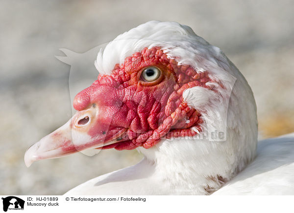 Muscovy duck / HJ-01889