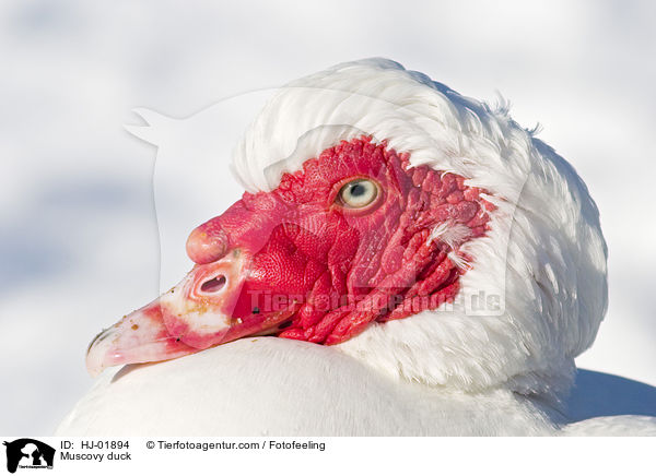 Muscovy duck / HJ-01894