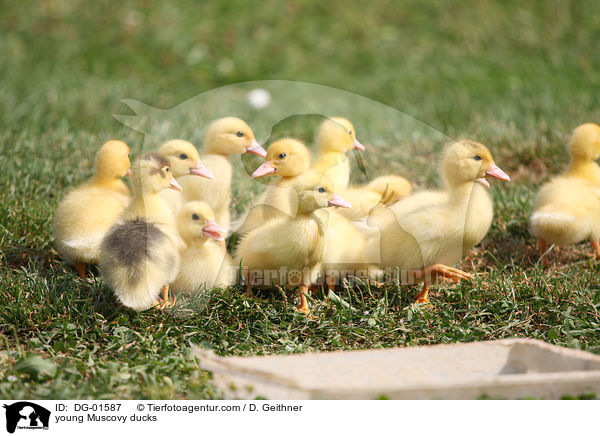 junge Warzenenten / young Muscovy ducks / DG-01587