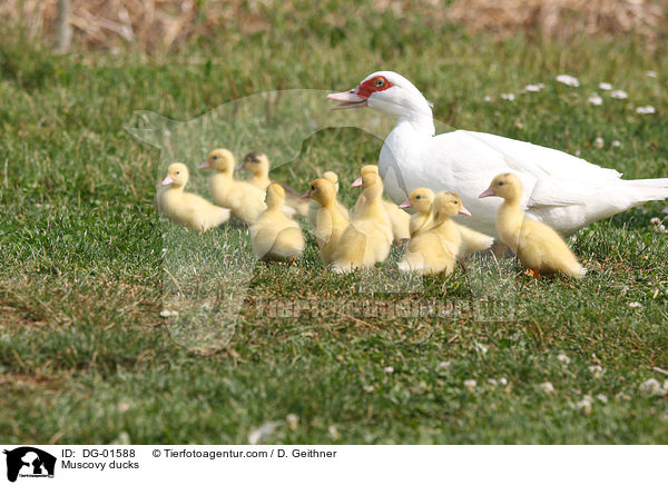Muscovy ducks / DG-01588