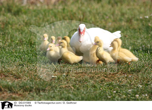 Muscovy ducks / DG-01589