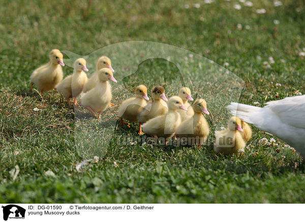junge Warzenenten / young Muscovy ducks / DG-01590