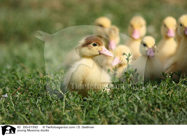 young Muscovy ducks / DG-01592