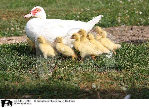 Muscovy ducks / DG-01595