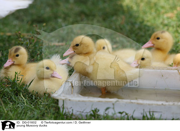 young Muscovy ducks / DG-01602