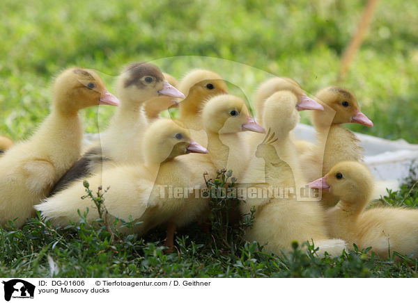 junge Warzenenten / young Muscovy ducks / DG-01606