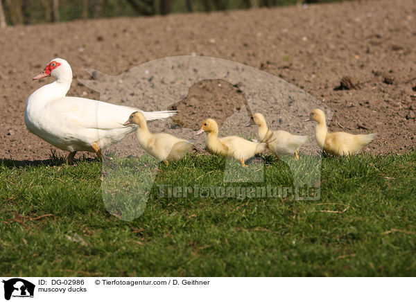 muscovy ducks / DG-02986