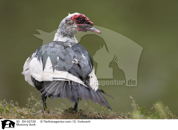 Warzenente / Muscovy duck / DV-02726