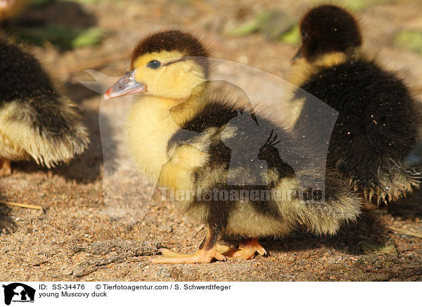 junge Warzenente / young Muscovy duck / SS-34476