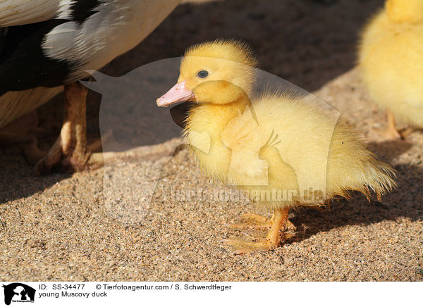 young Muscovy duck / SS-34477