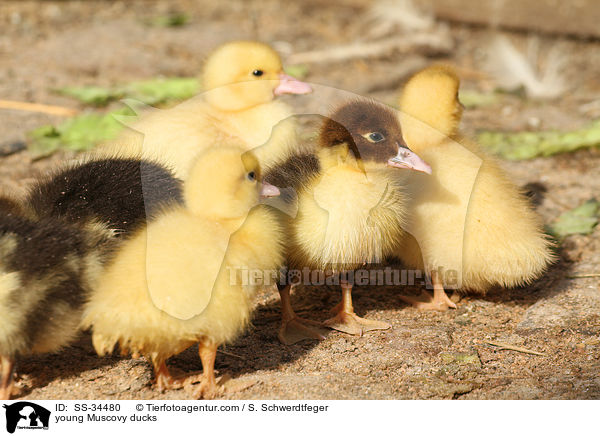 junge Warzenenten / young Muscovy ducks / SS-34480