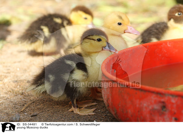 junge Warzenenten / young Muscovy ducks / SS-34481